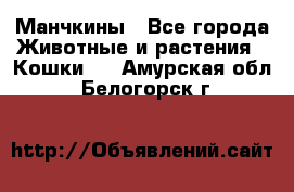 Манчкины - Все города Животные и растения » Кошки   . Амурская обл.,Белогорск г.